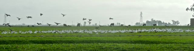 birding 113s huge flock migrating snow geese and greater white-fronted geese Feb 20 2022 - 1