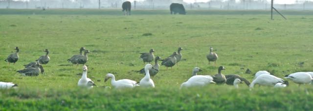 birding 113s migrating snow geese and greater white-fronted geese Feb 20 2022 - 1