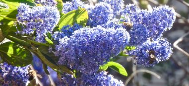 garden back 3 bees on ceonothus cluster Feb 28 2022 - 1