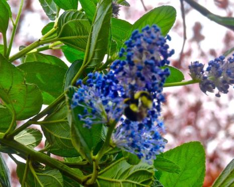 garden bumble bee centered on western lilac and cherry plum blooms Feb 26 2022 - 1