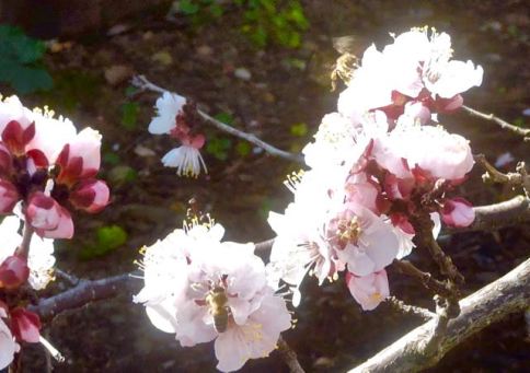 garden closeup apricot blooms w 2 bees Feb 4 2022 - 1