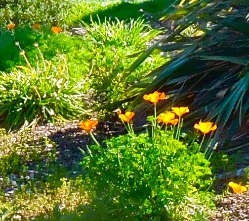 garden front spreading poppies Feb 27 2022 - 1