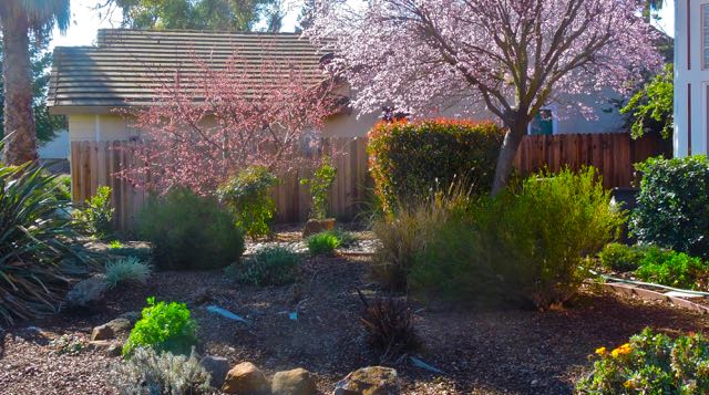 garden narrow front pano to S Feb 13 2022 - 1