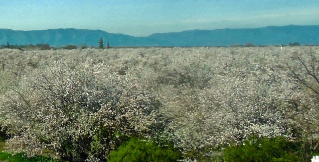 garden nearby almond orchard in bloom Feb 16 2022 - 1