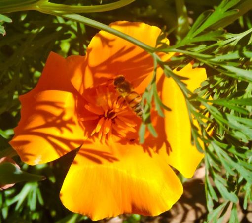 garden back honeybee in poppy flower mar 20 2022 - 1