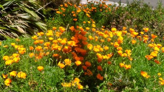 garden front poppy explosion mar 18 2022 - 1