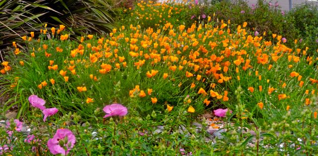 garden front poppy field rock roses mar 28 2022 - 1