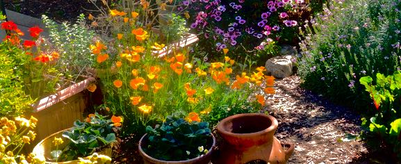 garden geranium strawberry poppies african daisies erysimum chard mar 24 2022 - 1