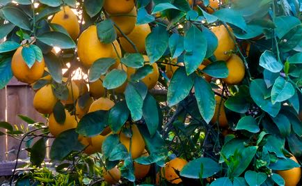 garden meyer lemon clusters mar 22 2022 - 1