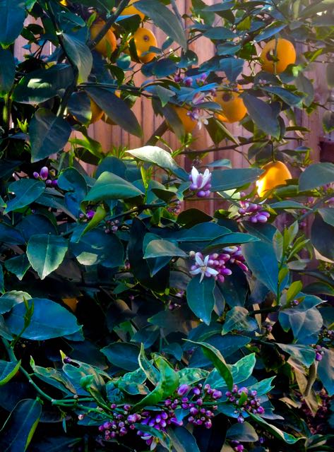 garden meyer lemon with many buds and fruit mar 22 2022 - 1