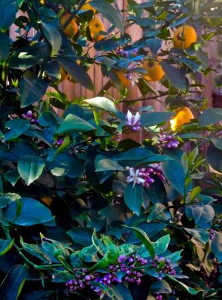 garden meyer lemon with many buds and fruit mar 22 2022 - 1