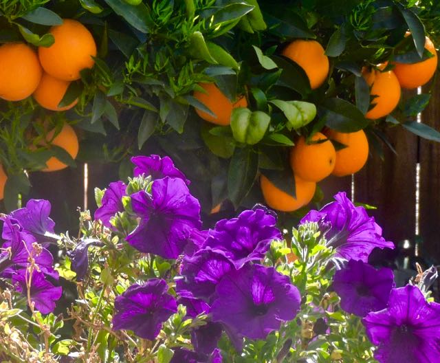 garden purple petunias before oranges mar 2 2022 - 1