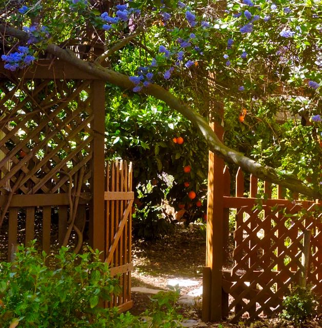 garden side through gate to oranges mar 2 2022 - 1