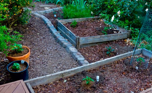 garden back few new veggy plants apr 28 2022 - 1