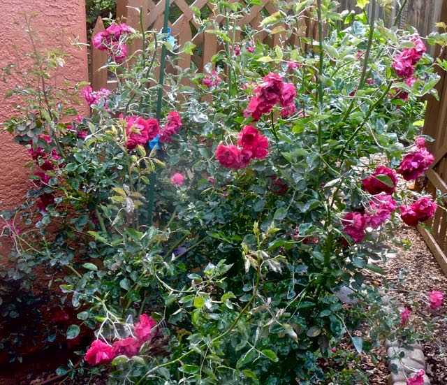 garden back rose bush by gate apr 21 2022 - 1