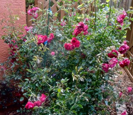 garden back rose bush by gate apr 21 2022 - 1