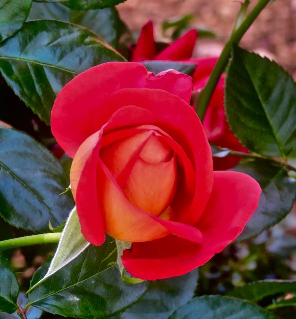 garden side red yellow rose closeup apr 3 2022 - 1