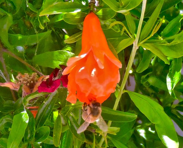 garden back bee on pomegranate flower may 2 2022 - 1