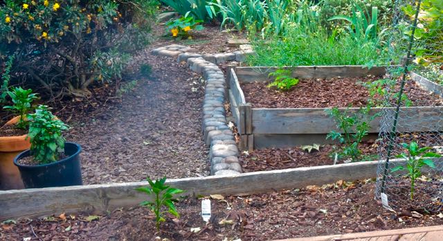 garden back peppers basil tomatoes zucchini at four weeks may 23 2022 - 1
