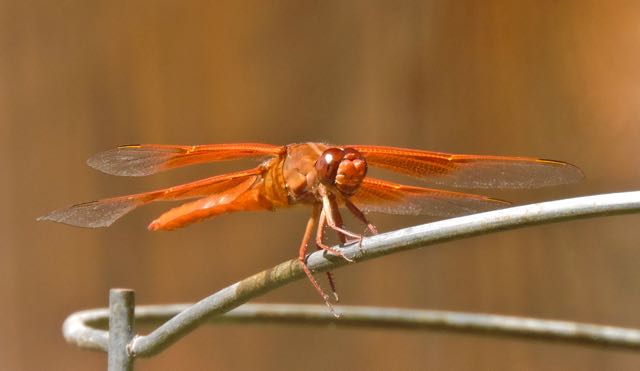 garden dragonfly closeup on tomato cage may 27 2022 - 1