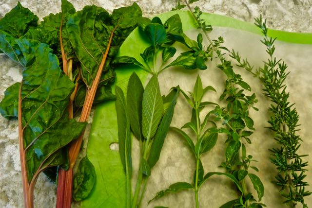 kitchen chard culinary sage basil lemon verbena oregano rosemary may 17 2022 - 1