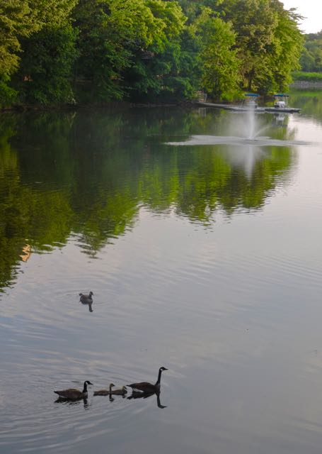 avalon pond canada goose small family and fountain jun 1 2022 - 1