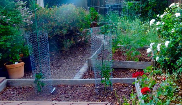 garden back panoto S jun 22 2022 - 1