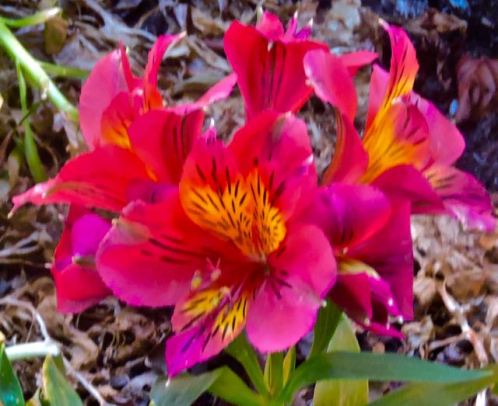 garden side late blooming alstroemeria jun 17 2022 - 1