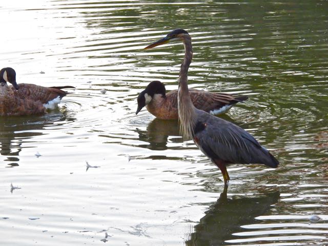 lake 3 geese young heron near lake's edge aug 17 2022 - 1