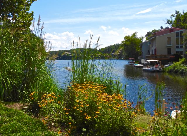 lake anne inlet black eyed susans aug 19 2022 - 1