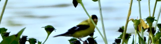 lake audubon male goldfinch aug 23 2022 - 1