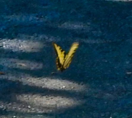 lake audubon yellow swallowtail on path aug 23 2022 - 1