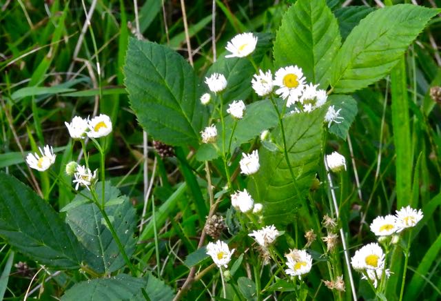 lake cameron daisy fleabane aug 27 2022 - 1