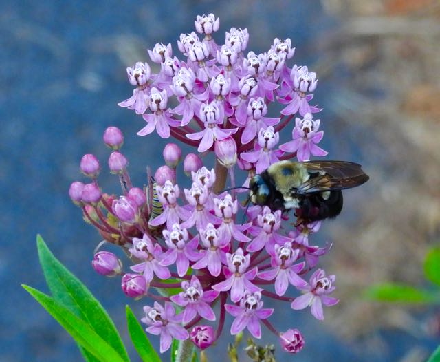 lake cameron edge bumblebee monarch caterpillar on swamp milkweed aug 19 2022 - 1