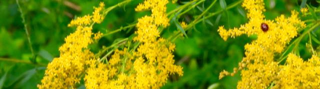 lake cameron edge goldenrod ladybeetle horizontal aug 17 2022 - 1