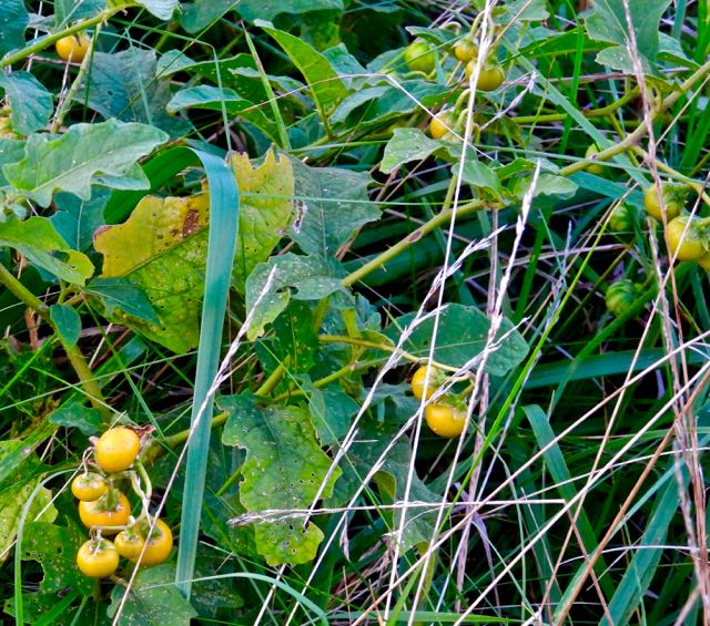 lake cameron horse nettle aka devil's tomato aug 27 2022 - 1