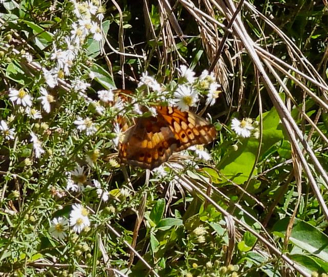 algonkian park fritillary amid daisy fleabane sep 27 2022 - 1