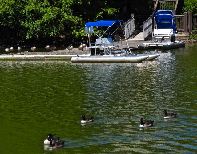 lake cameron canada geese on and by boat launch sep 23 2022 - 1