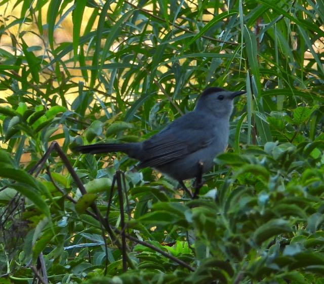 lake cameron gray catbird sep 20 2022 - 1