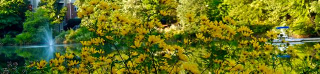 lake cameron horizontal nodding bur marigold large display sep 20 2022 - 1