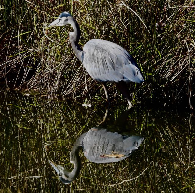 lake cameron blue heron and reflection oct 21 2022 - 1