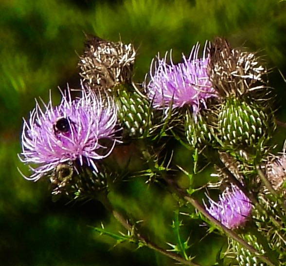 lake cameron bumblebee in pink thistle by path oct 5 2022 - 1