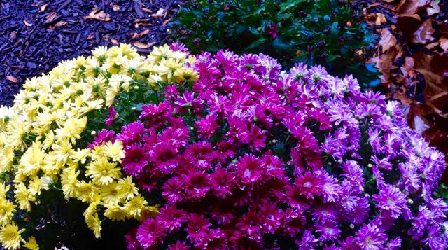 lake cameron community crysanthemums in rain oct 13 2022 - 1