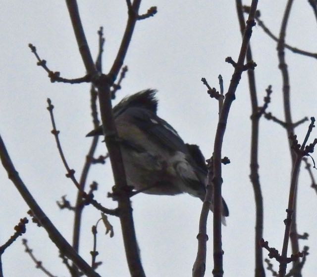 lake cameron eastern blue jay by lake in rain oct 13 2022 - 1