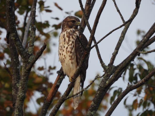 lake cameron northern goshawk in woods near lake oct 17 22 - 1