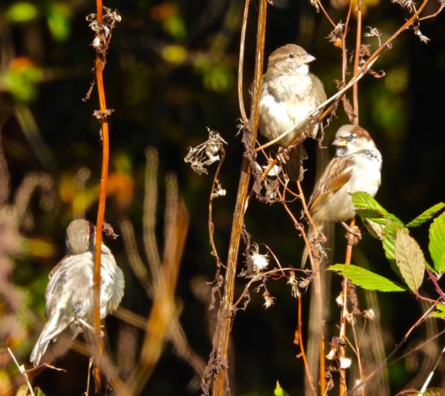 lake cameron three song sparrows oct 21 2022 - 1