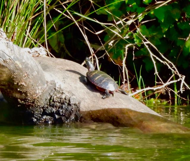 lake cameron turtle on rock from across lake oct 5 2022 - 1