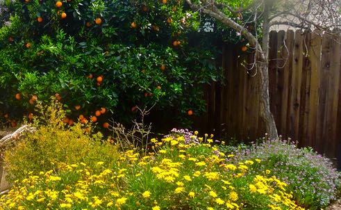 garden polyculture example from our california garden spring 2022 - 1