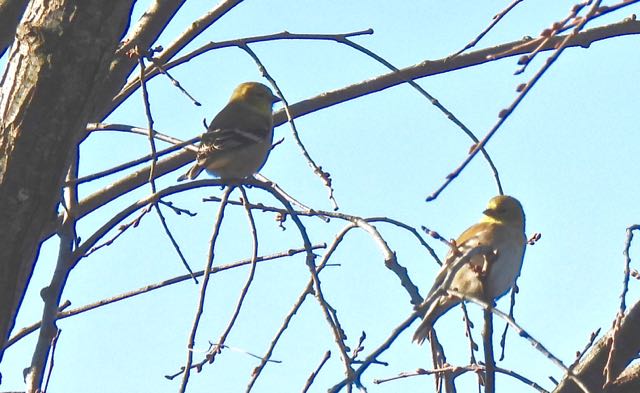 lake cameron 2 goldfinches after leaf fall nov 14 2022 - 1