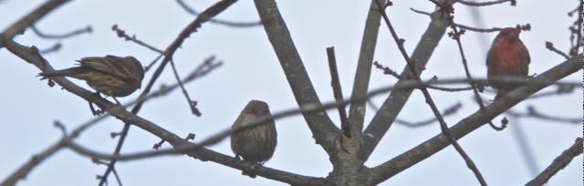 lake cameron house finch trio females male nov 18 2022 - 1